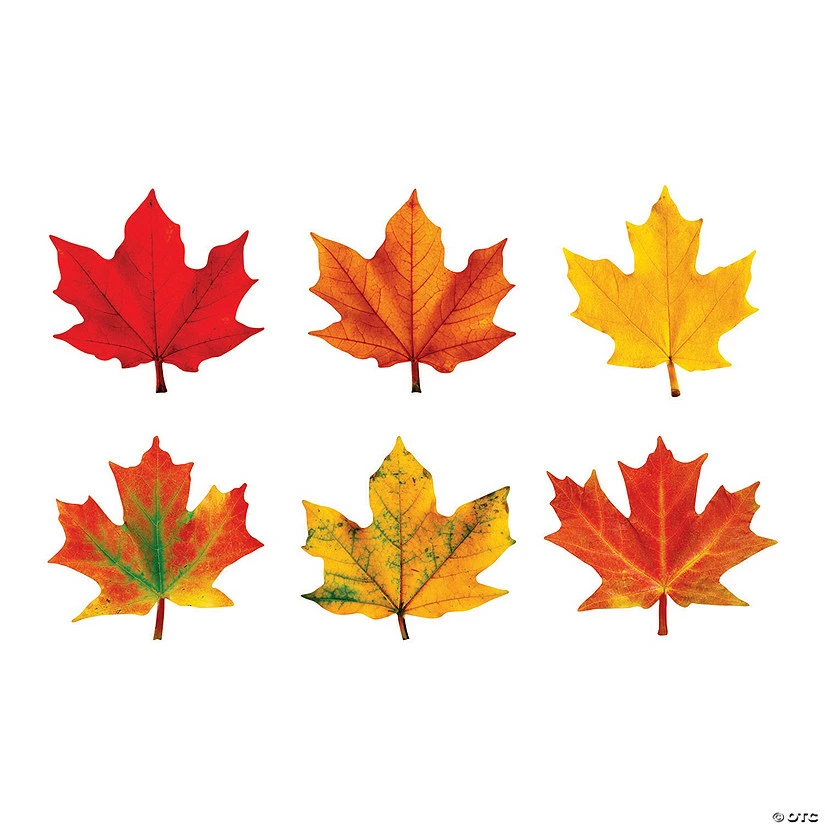 Classic Accents® Maple Leaves Bulletin Board Cutouts - 36 Pc. 1 Classic Accents® Maple Leaves Bulletin Board Cutouts - 36 Pc.